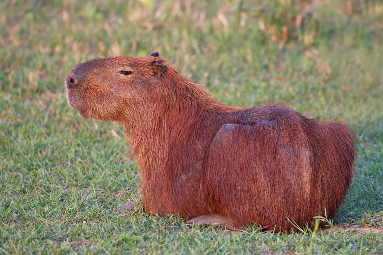 CFO Names Capybara New CIO